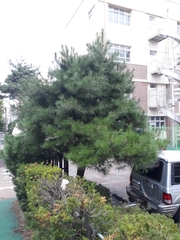 Pinus