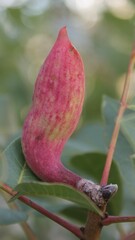 Baizongia pistaciae