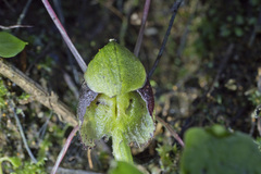 Corybas confusus