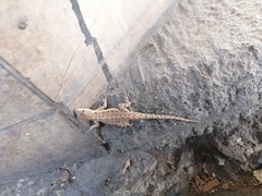 Urosaurus nigricauda