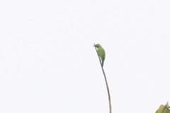 Chloropsis aurifrons