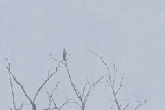 Spilornis cheela