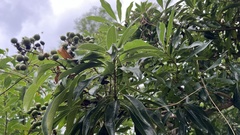 Pittosporum pentandrum