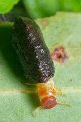 Aporocera