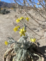 Baileya pauciradiata