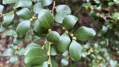 Lindera akoensis