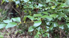 Lindera akoensis