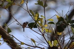 Aegithalos concinnus