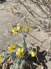 Baileya pauciradiata