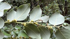 Lindera akoensis