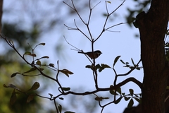 Aegithalos concinnus