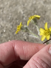 Baileya pauciradiata