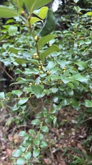 Lindera akoensis