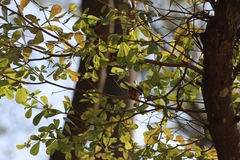 Aegithalos concinnus