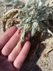 Baileya pauciradiata