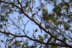 Aegithalos concinnus