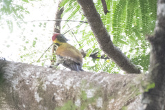 Picus chlorolophus