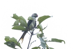 Psittacula columboides