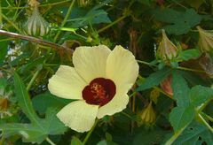 Hibiscus surattensis