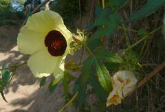 Hibiscus surattensis
