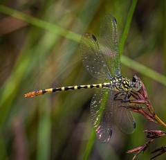 Austroepigomphus turneri