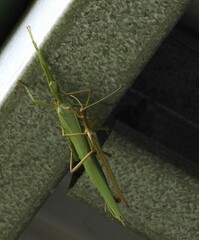 Podacanthus viridiroseus