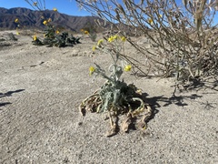 Baileya pauciradiata