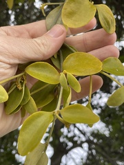 Notothixos subaureus