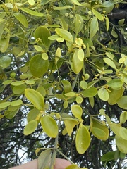 Notothixos subaureus