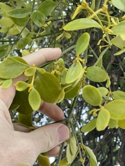 Notothixos subaureus