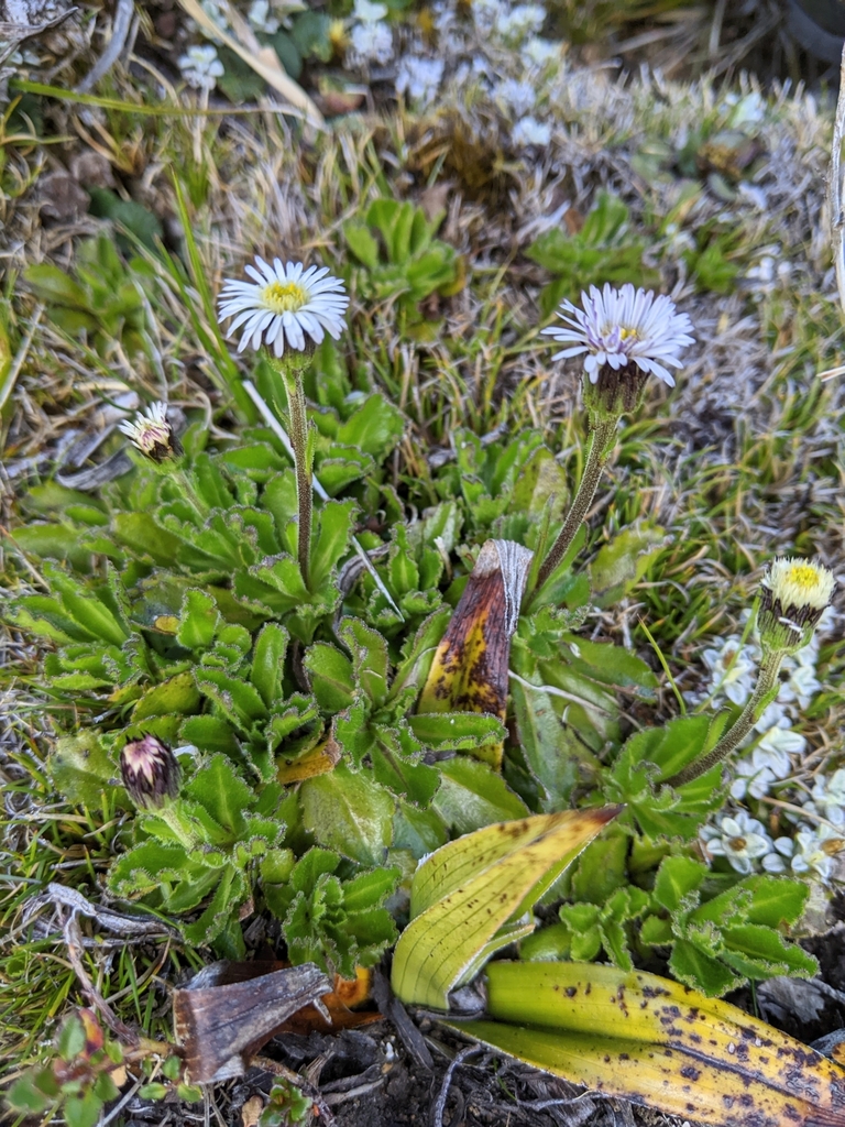 Pappochroma gunnii