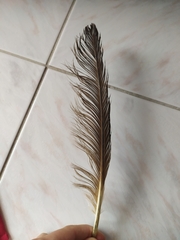 Ardea cinerea