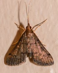 Piletocera macroperalis