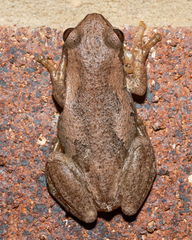 Litoria balatus