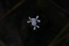 Stylidium guttatum