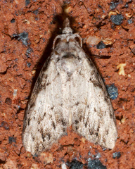 Nola pleurochorda