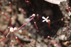 Stylidium inundatum