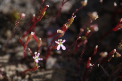 Stylidium inundatum