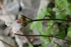 Cardamine corymbosa