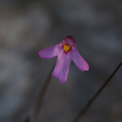 Utricularia multifida