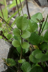 Cardamine corymbosa