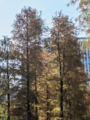 Taxodium distichum