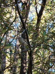 Acanthiza pusilla diemenensis