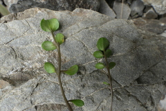 Cardamine corymbosa