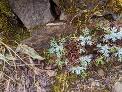 Artemisia morrisonensis