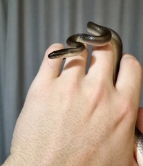 Lycodonomorphus rufulus