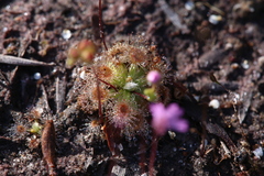 Drosera pulchella