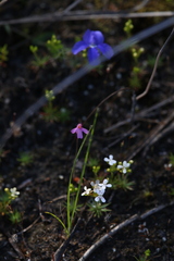 Utricularia multifida