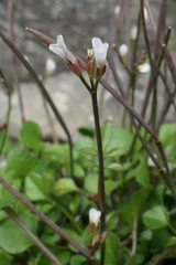 Cardamine corymbosa