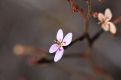 Stylidium assimile